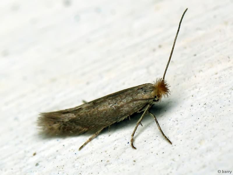 Lepidoptera